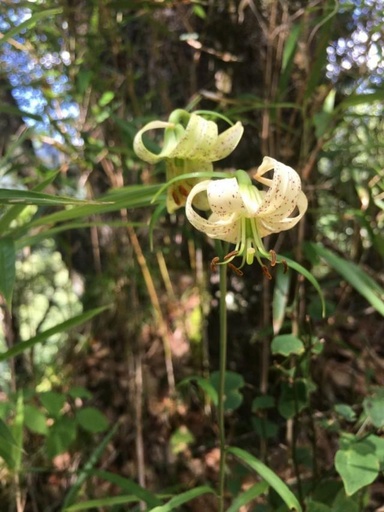 中国の絶滅危惧植物「緑花百合」、南西部の重慶市で確認