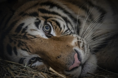 トラックから保護されたトラ5頭、ポーランドからスペインへ出発