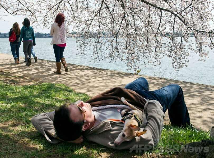 日本から贈られた桜、もうすぐ満開 米首都