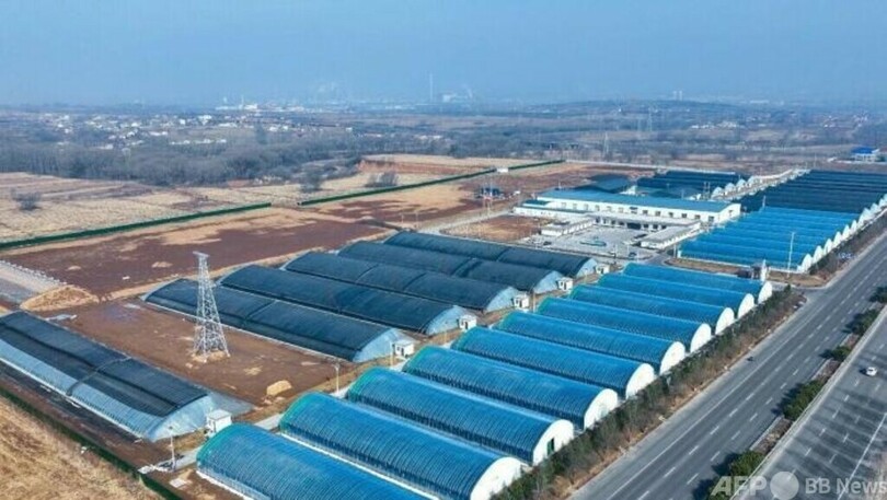 山西襄垣県のブランド戦略、スマートビニールハウスでシイタケ栽培・中国