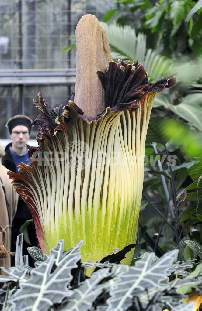 世界最大の花がドイツで開花 においも最大級 写真2枚 国際ニュース Afpbb News