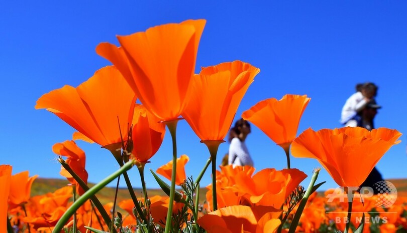 オレンジ色のポピーが満開 米カリフォルニア州
