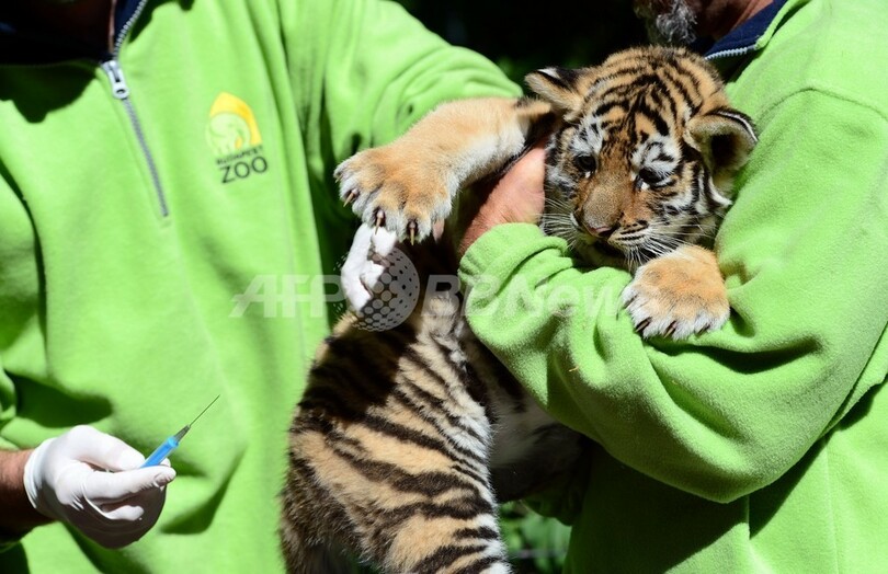 シベリアトラの赤ちゃんお披露目、ブダペスト