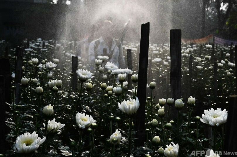 【今日の1枚】光の祭典に花を添える