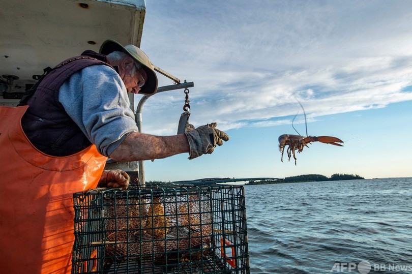 101歳の米「ロブスターレディー」 漁引退の予定なし 