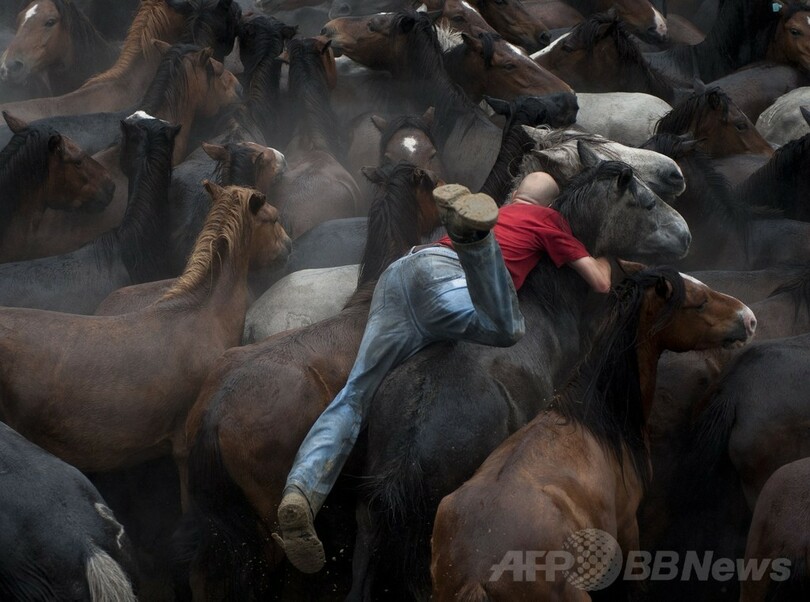 「野獣の毛刈り」祭り、野生の馬を追い込む男性たち スペイン