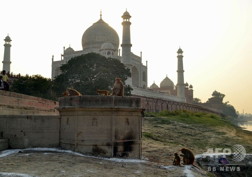 サルが医療従事者襲撃 コロナ検査の血液サンプル奪い感染拡大の不安招く 印