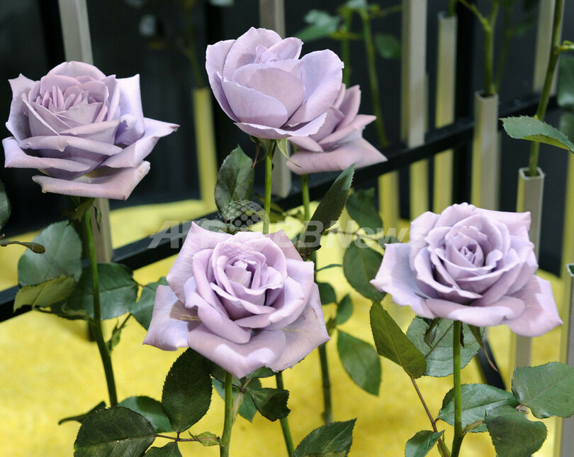 世界初の「青いバラ」、幕張で注目の的