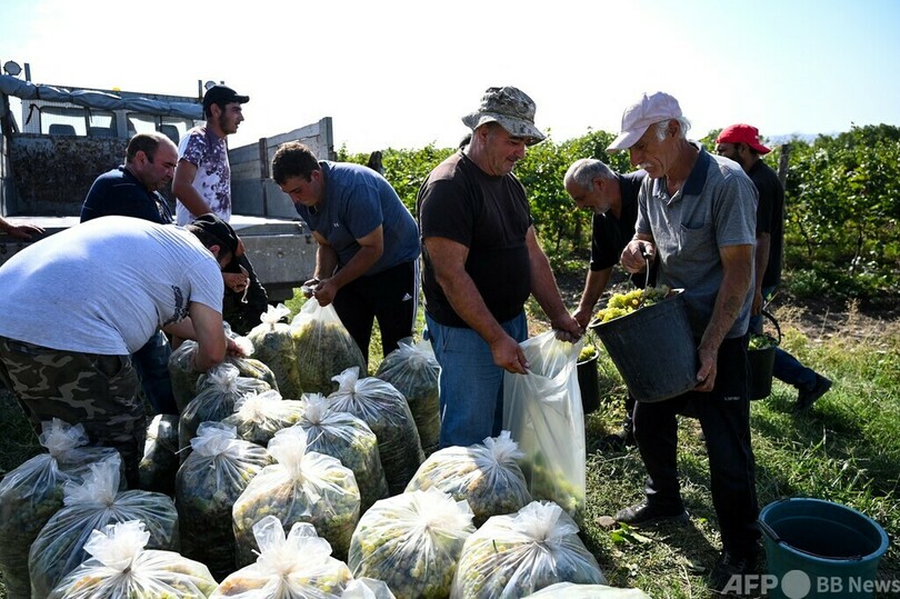 青空の下でブドウの収穫、ジョージアのカヘティ地方