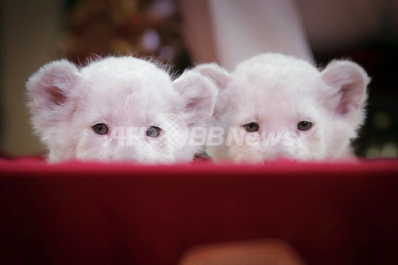 サーカス団に生まれたホワイトライオン、ドイツ