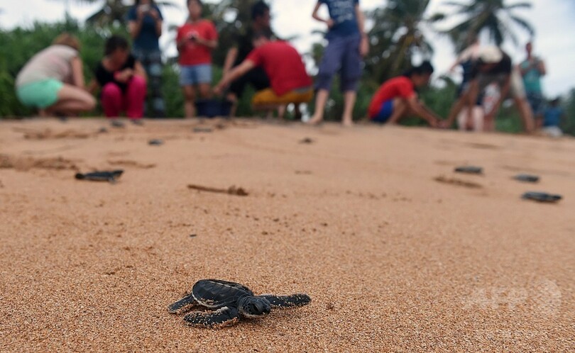 ウミガメの赤ちゃん、いざ海へ スリランカ