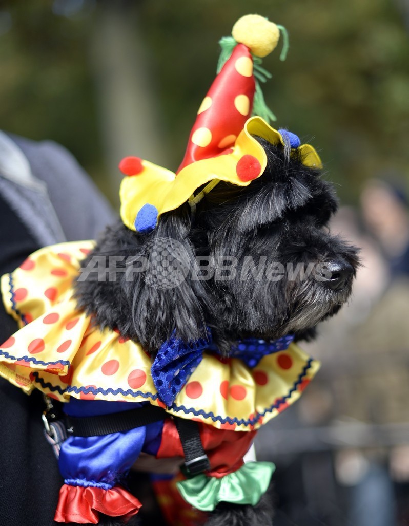 犬のハロウィーンパレード、米NYで開催