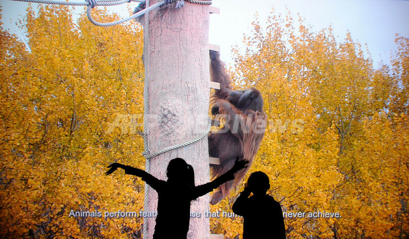 旭山動物園を銀座で体験、ハイビジョン3D映像の大迫力