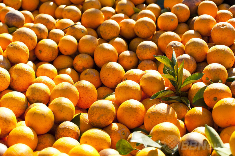 米オレンジ農家に病害拡大、ジュース価格高騰