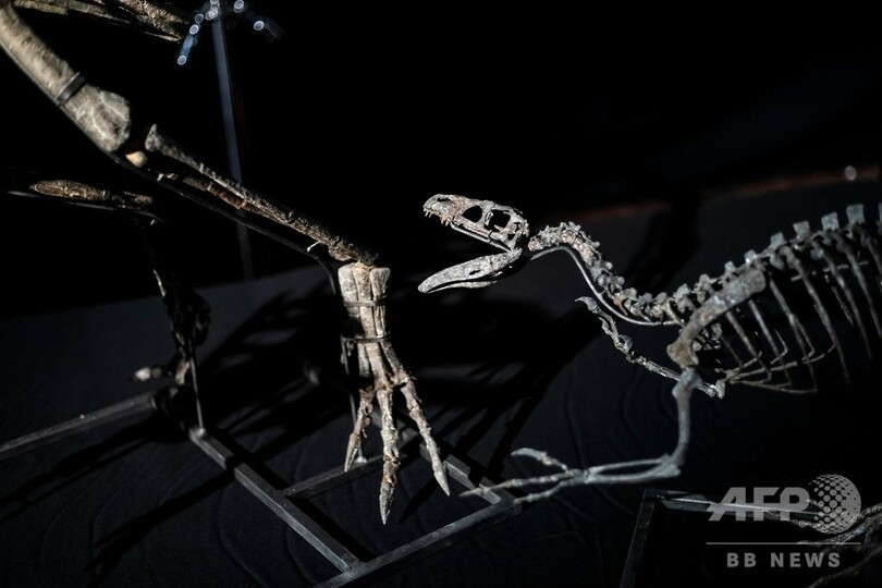 恐竜の骨格標本4体、仏パリで競売に 落札価格1億円超えの予測も
