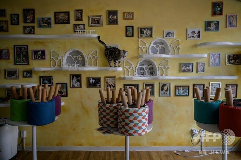 客が来にゃい… 韓国の動物カフェ、新型コロナで閑古鳥