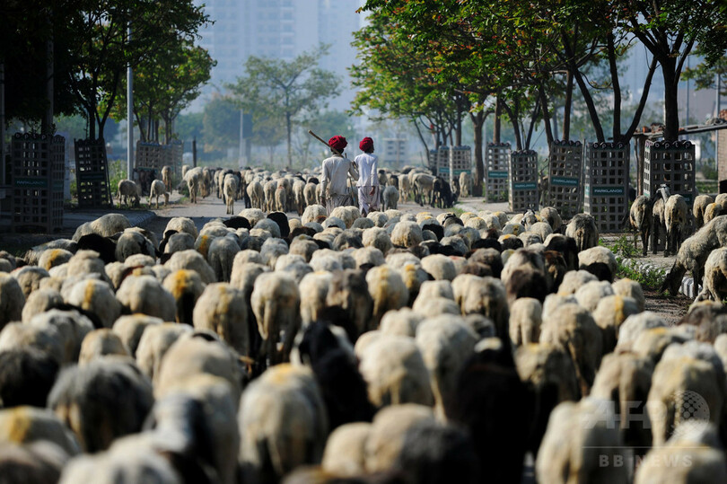 【AFP記者コラム】都市を歩く遊牧民に密着、インド