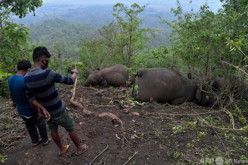 落雷が原因か、ゾウ18頭死ぬ インド北東部
