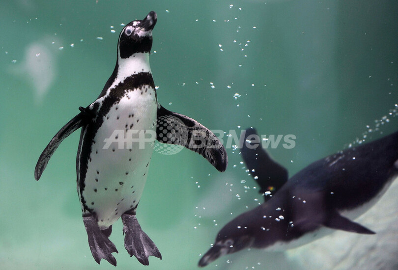 のびのび泳ぐペンギンたち、グアテマラ