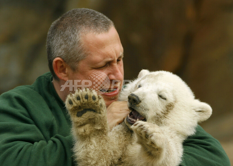 人工飼育中のホッキョクグマ「クヌート」、世界中で大人気 - ドイツ