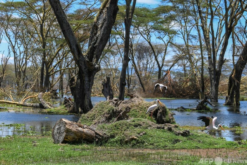 湖にのみ込まれる村、記録的水位上昇で ケニア・リフトバレー