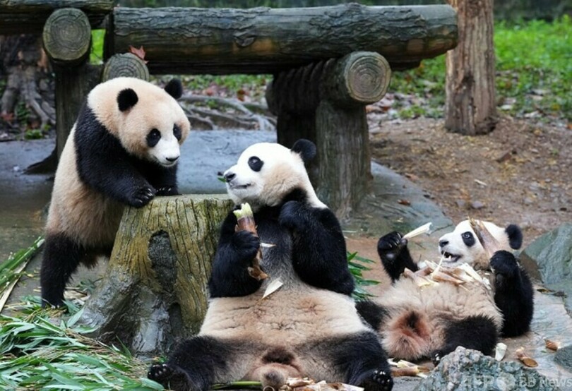中国がパンダ保護に綿陽基地を追加 最初の13頭が到着