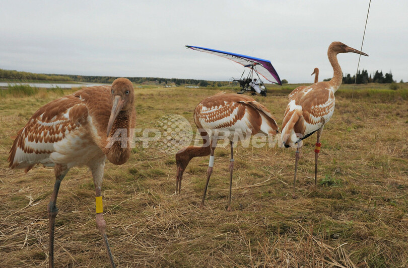 鳥になったプーチン大統領、ツルの群れと空を飛ぶ