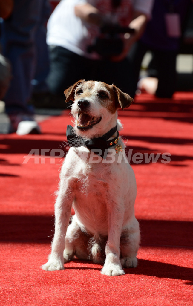 『アーティスト』の名犬アギー、チャイニーズ・シアターに「足型」刻む