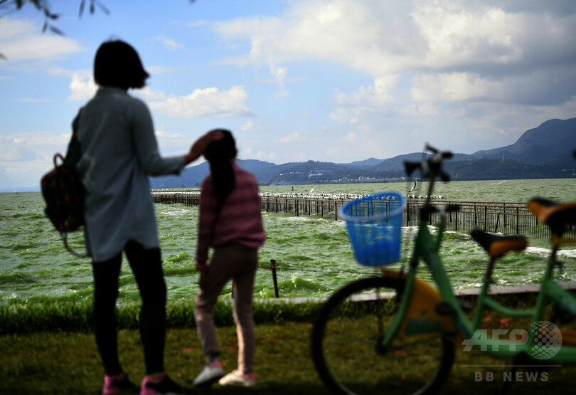 越冬のユリカモメ第1陣が飛来　中国・雲南省