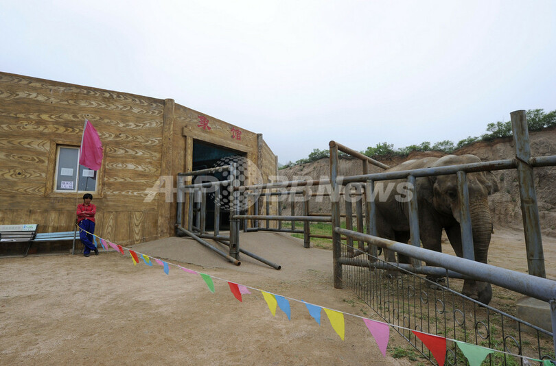 ようやく動物保護法の制定に着手、動物園の「劣悪環境」有名な中国