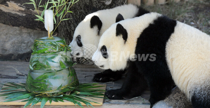 プレゼント見つけた！双子パンダの誕生日