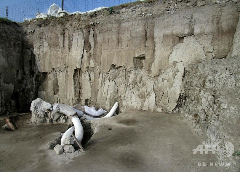史上最多、マンモスの骨800個発見 捕獲用わなも？ メキシコ