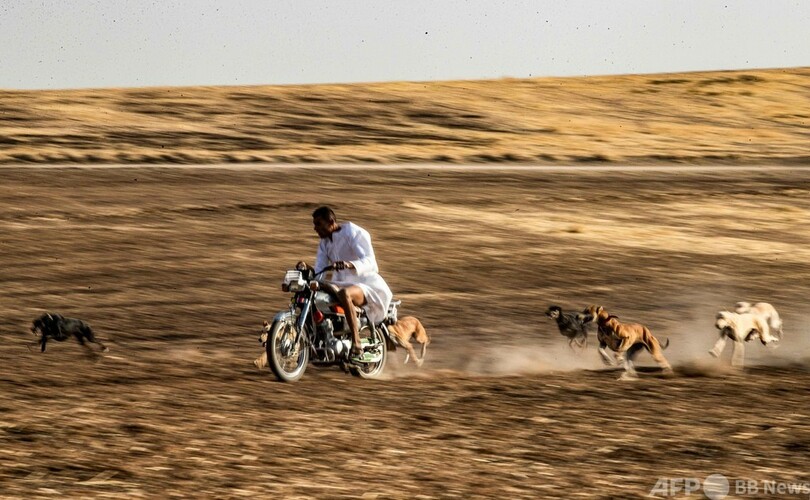 内戦にもコロナにもめげず疾走、伝統の狩猟犬「サルーキ」 シリア