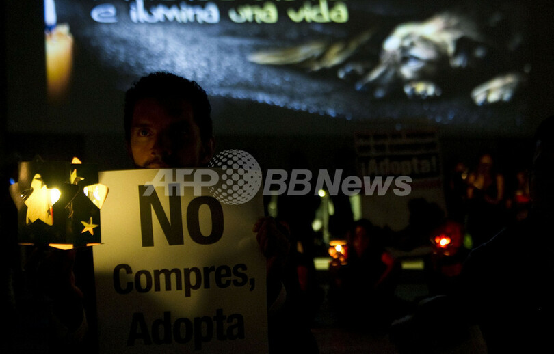 ホームレスの動物を救って！活動家がデモ コロンビア