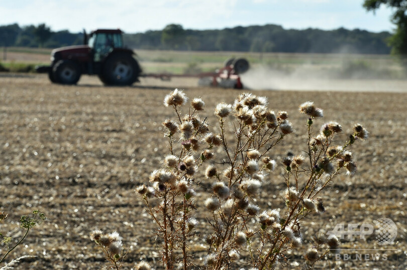 「牧草がない」 猛暑による干ばつで悲鳴、欧州畜産業