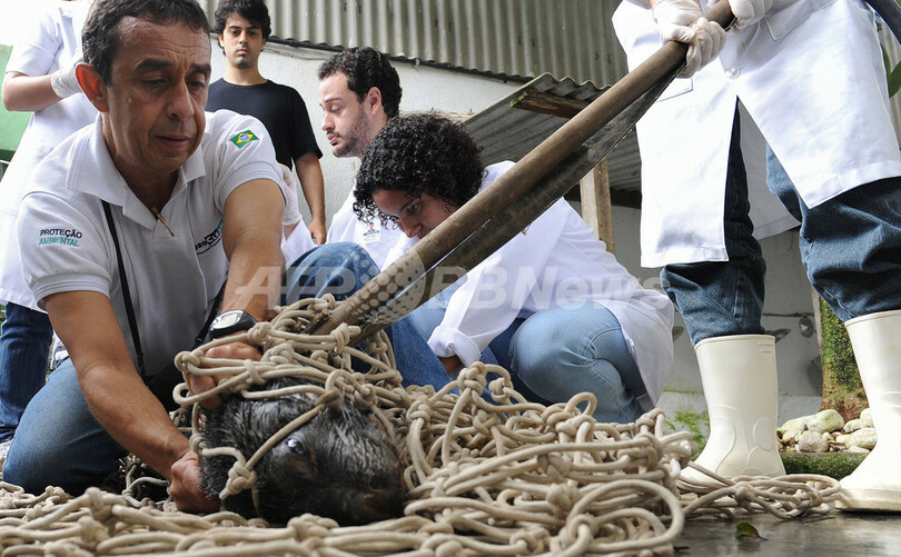 動物園に保護される野生動物たち、ブラジル