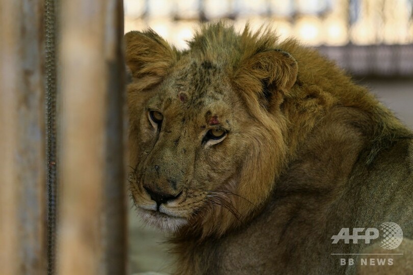 痩せこけた栄養失調のライオンを助けて、ネットで呼び掛け スーダン
