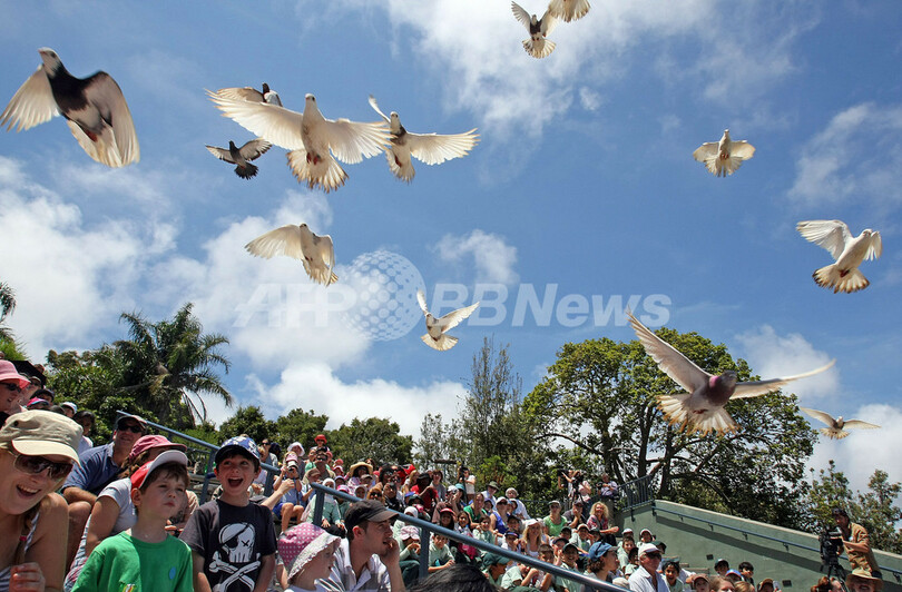 バードショーを通じて環境問題を問う オーストラリアの動物園 写真4枚 国際ニュース Afpbb News