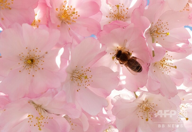 ウィーンでも桜開花、見頃に