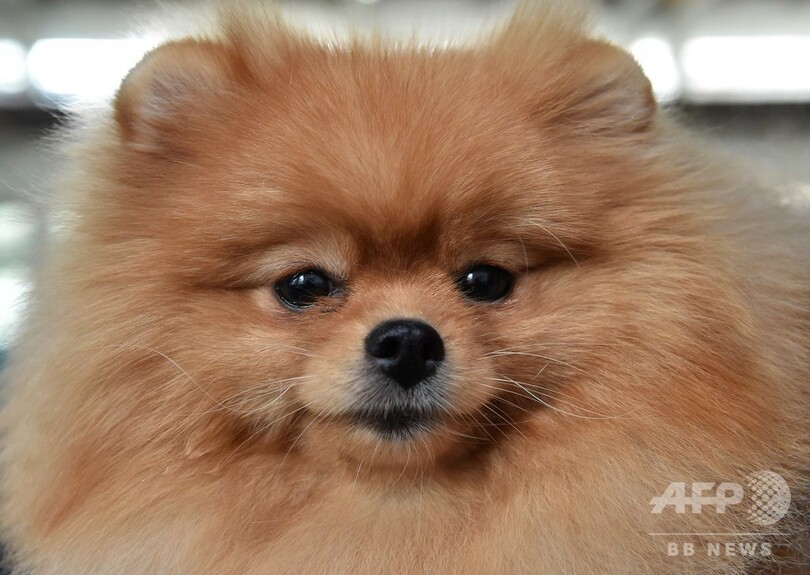 自慢のワンちゃんを披露！ キルギスでドッグショー