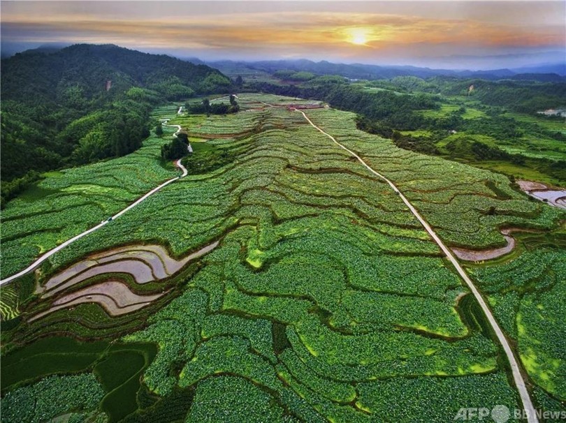 福建省建寧坪上棚田蓮池が世界最大規模に認定