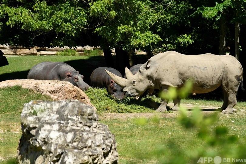 世界最高齢のシロサイ死ぬ、54歳 イタリア
