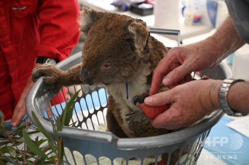 森林火災で負傷したコアラ、仮設病院に次々搬送 豪カンガルー島