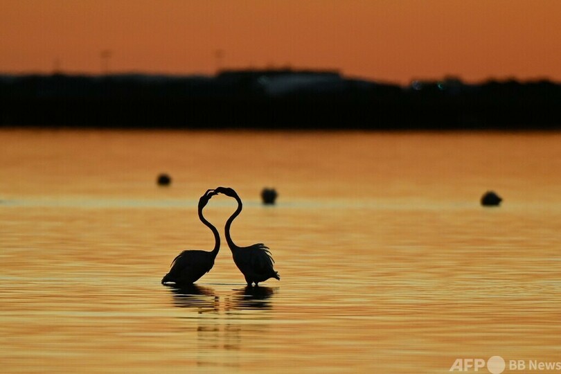 【今日の1枚】水辺に映るフラミンゴのシルエット  フランス