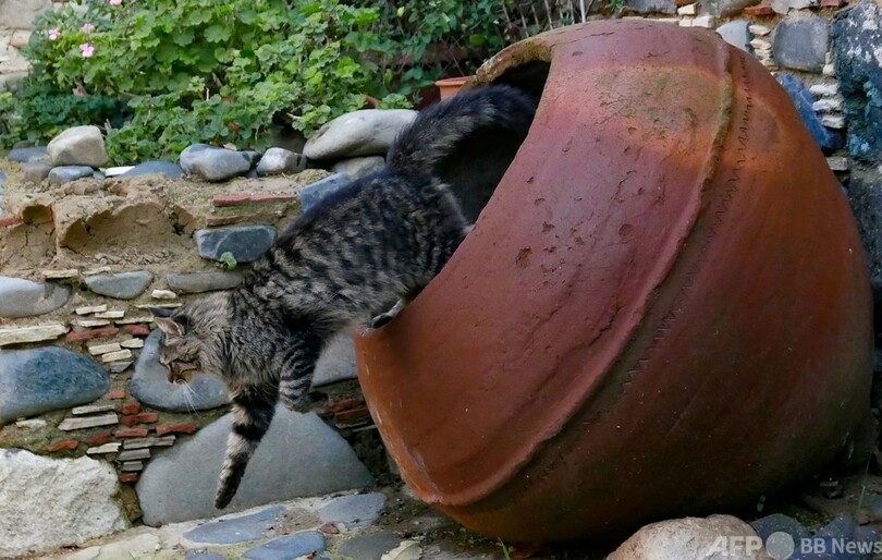 キプロスで野良猫急増…ロックダウンで寒空の下