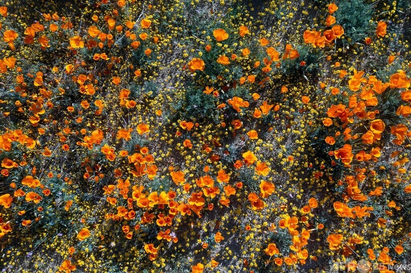 恵みの雨で開花、一面に咲き誇るポピー 米カリフォルニア州
