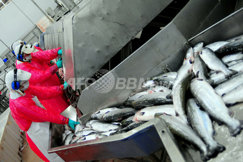 チリでサケ貧血症のワクチン開発