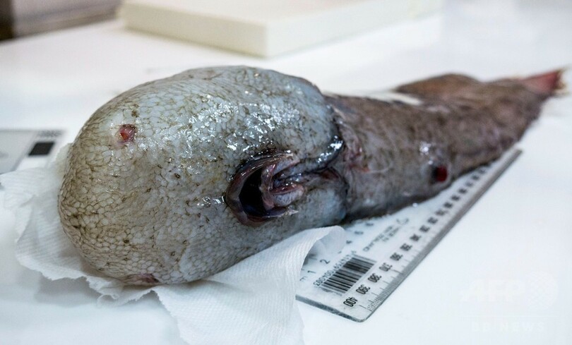豪東部沖の深海で 顔のない魚 採取 1873年に1度だけ記録 写真3枚 国際ニュース Afpbb News