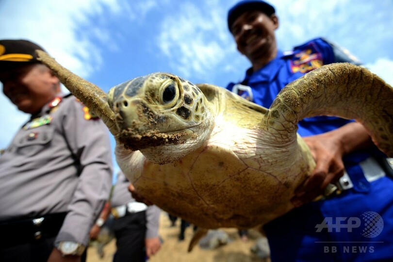 押収したアオウミガメ、海に返す バリ島
