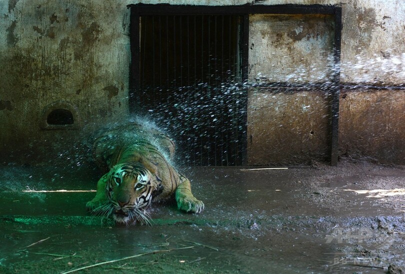 気温40度、暑くてかなわないクマ！ インド南部